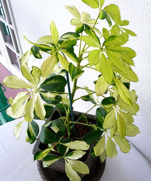 セール：４０％OFF！観葉植物シェフレラ【レアな斑入りシェフレラ】